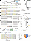 AAV2-mediated genome editing at the P2rx2 V61L locus in the cochlea of adult P2rx2V61L/+ mice. AAV2-mediated genome editing at the P2rx2 V61L locus in the cochlea of adul