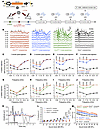 AAV2–SaCas9–sgRNA-1 adult and juvenile injections preserve auditory function in a P2rx2V61L/+ mouse model of DFNA41. AAV2–SaCas9–sgRNA-1 adult and juvenile injections preserve auditory functio