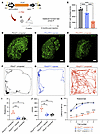 AAV2–SaCas9–sgRNA-1 adult injection rescues utricle HCs and vestibular function in the P2rx2V61L/+ mouse model of DFNA41. AAV2–SaCas9–sgRNA-1 adult injection rescues utricle HCs and vestibular func