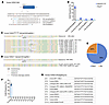 P2RX2V60L allele-specific genome editing in patient-derived hiPSCs using compact CRISPR systems. P2RX2V60L allele-specific genome editing in patient-derived hiPSCs using co