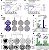Therapeutic efficacy of CDK4/6i and CDK7i combination in HR+/HER2– breast cancer models. Therapeutic efficacy of CDK4/6i and CDK7i combination in HR+/HER2– breast c
