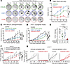 Therapeutic efficacy of CDK4/6i and CDK7i combination in TNBC models. Therapeutic efficacy of CDK4/6i and CDK7i combination in TNBC models.