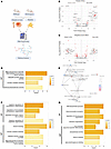 RNA-Seq, GO, and pathway analysis of Slfn14fl/fl PF4-Cre versus Slfn14+/+ PF4-Cre control mice. RNA-Seq, GO, and pathway analysis of Slfn14fl/fl PF4-Cre versus Slfn14+/+ P