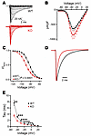 FGF13 regulates VGSC kinetics in cardiomyocytes. FGF13 regulates VGSC kinetics in cardiomyocytes.