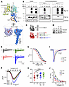 A binding-incompetent FGF13 mutant confers a subset of WT-like regulatory functions in cardiomyocytes. A binding-incompetent FGF13 mutant confers a subset of WT-like regulatory f