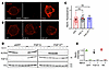 ALOD4 detects membrane-accessible cholesterol. ALOD4 detects membrane-accessible cholesterol.