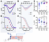 Macropatch experiments show loss of VGSC currents at the ID of cardiomyocytes from cFgf13KO hearts. Macropatch experiments show loss of VGSC currents at the ID of cardiomyocyt