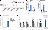 Long-lived neutrophils orchestrate T cell recruitment and activation. Long-lived neutrophils orchestrate T cell recruitment and activation.