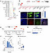SAA1/FPR2 signaling is necessary and sufficient for neutrophils to adopt a long-lived state. SAA1/FPR2 signaling is necessary and sufficient for neutrophils to adopt a