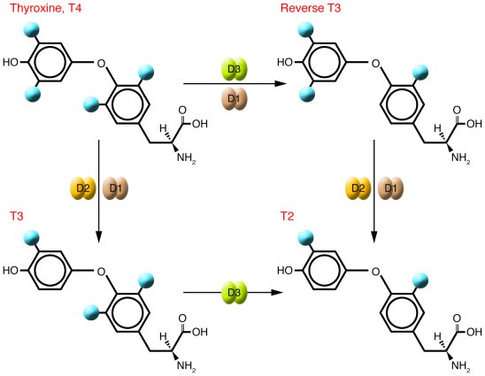 Basic deiodinase reactions.
The reactions catalyzed by the deiodinases r...