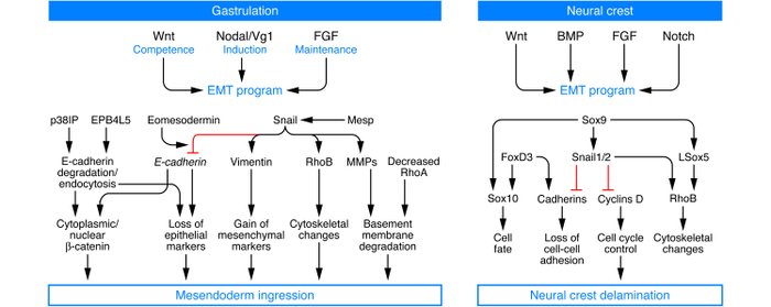 epithelial mesenchymal transition cancer