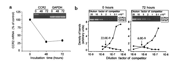 Effect of BRL49653 on CCR2 expression in freshly isolated human monocyte...