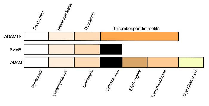 Comparison of domain structures of ADAMTSs, ADAMs and SVMPs. The first t...