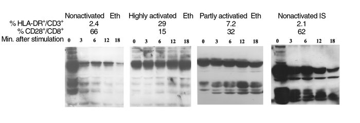 Differential changes in tyrosine phosphorylation in chronically immune-a...