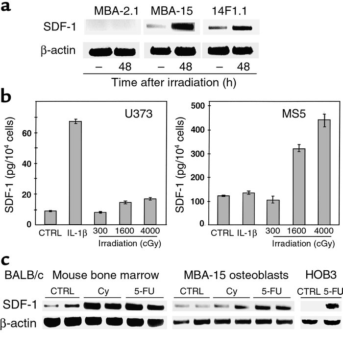 Influence of DNA-damaging treatment on SDF-1 expression. (a) Semiquantit...