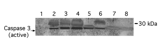 Expression of caspase 3 in mouse mammary tissue. Western blot analysis f...