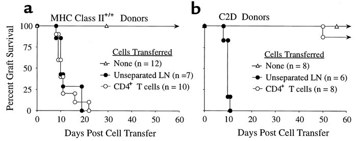 CD4 T cells are sufficient for acute rejection of MHC class II +/+ but n...