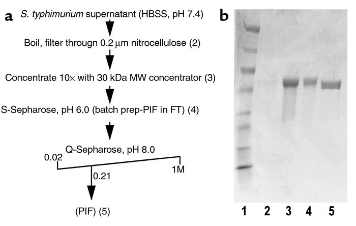 Purification of PIF revealed it to be the protein flagellin. (a) Outline...