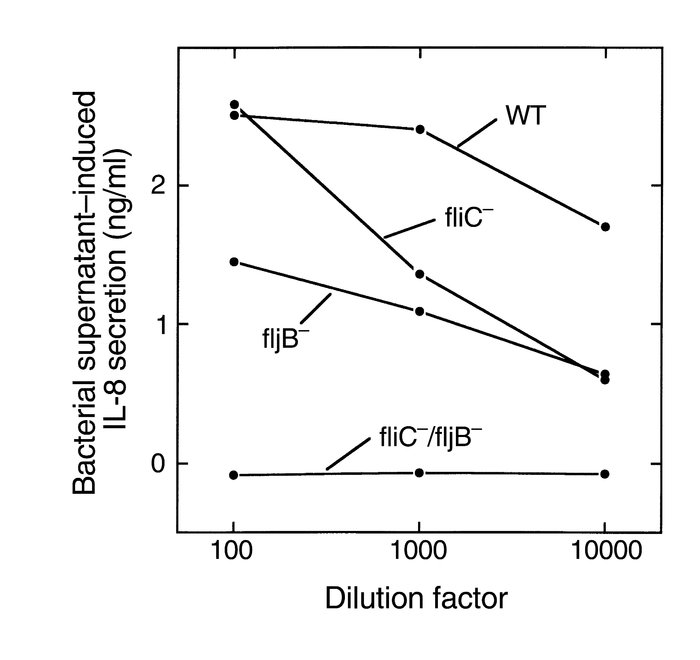 Flagellin-deficient S. typhimurium do not release an IL-8 inducing bioac...