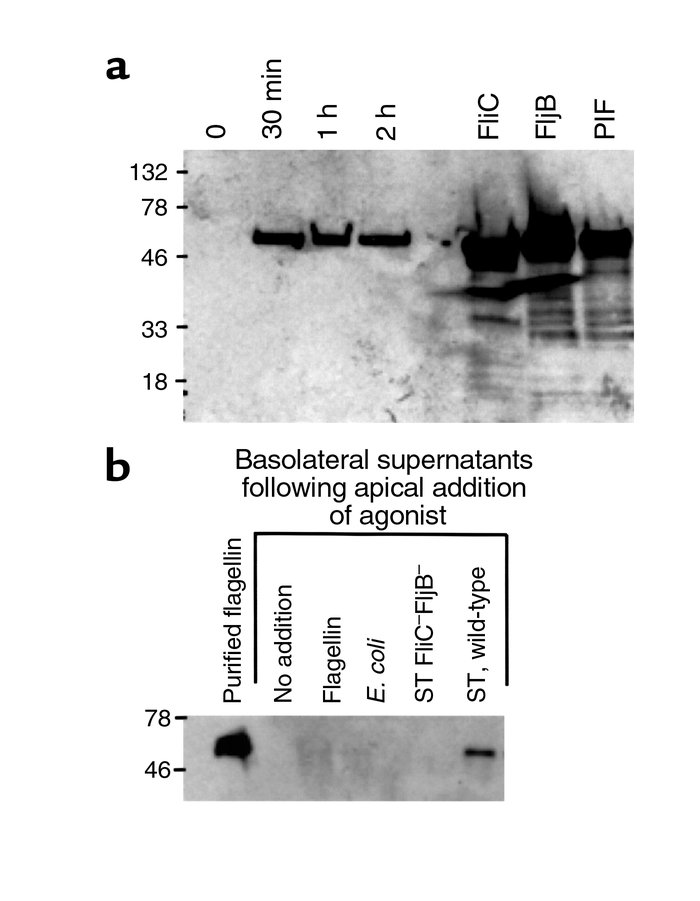 Flagellin rapidly appears in the basolateral supernatants of apically in...