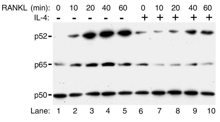 Residual levels of NF-κB subunits are present in nuclei under basal and ...