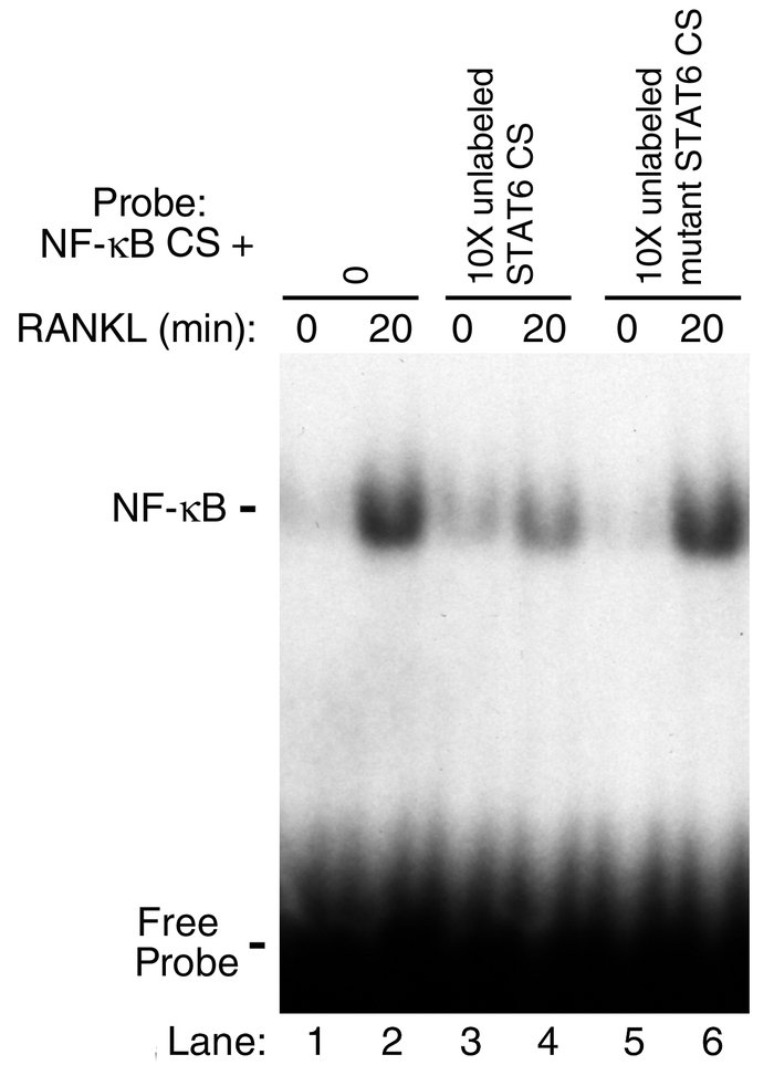 STAT6 consensus sequence inhibits NF-κB DNA-binding activity. Nuclear ex...