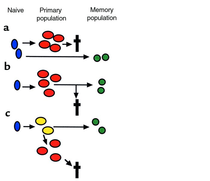 Models for the development of T-cell memory. (a) Primary and memory popu...
