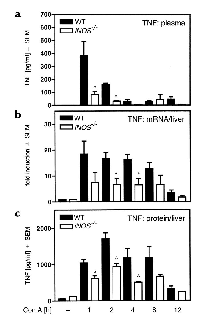 Reduced TNF-α expression in plasma and livers of Con A–treated iNOS–/– m...