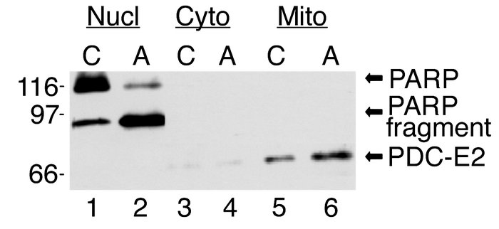 PDC-E2 does not leak out of mitochondria during apoptosis. Reduced lysat...