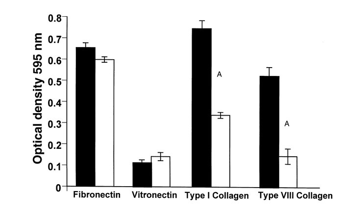 SMC attachment to collagen was reduced in the absence of DDR1. SMCs from...