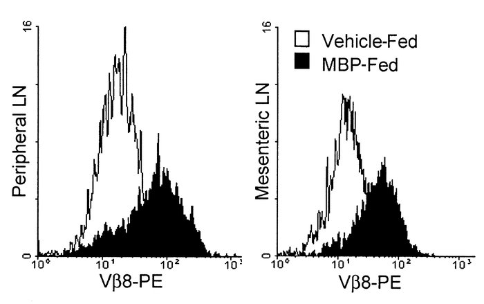 Surface TCR downmodulation corresponds with TCR internalization. Periphe...