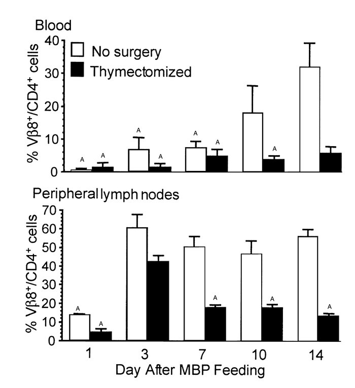 The number of Vβ8+/CD4+ Tg T cells declines after MBP feeding. Euthymic ...