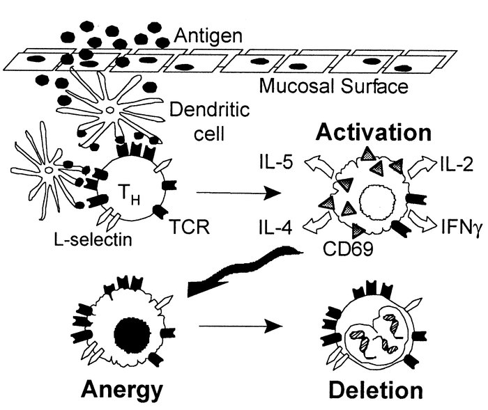 Proposed model for tolerance induction after a high dose of orally admin...