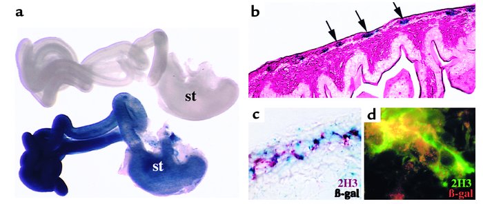 A subset of Pax3-expressing cells are fated to become enteric ganglia. N...