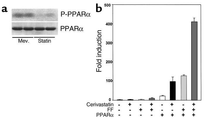 (a) Cerivastatin treatment decreases PPARα phosphorylation activity. Cel...