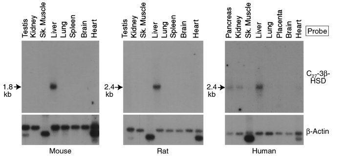 Tissue distribution of C27 3β-HSD mRNAs in the mouse, rat, and human. Al...