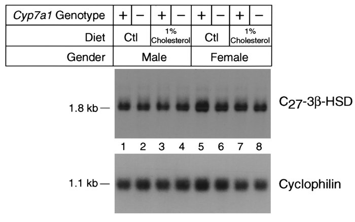 Expression of C27 3β-HSD mRNA in wild-type and cholesterol 7α-hydroxylas...