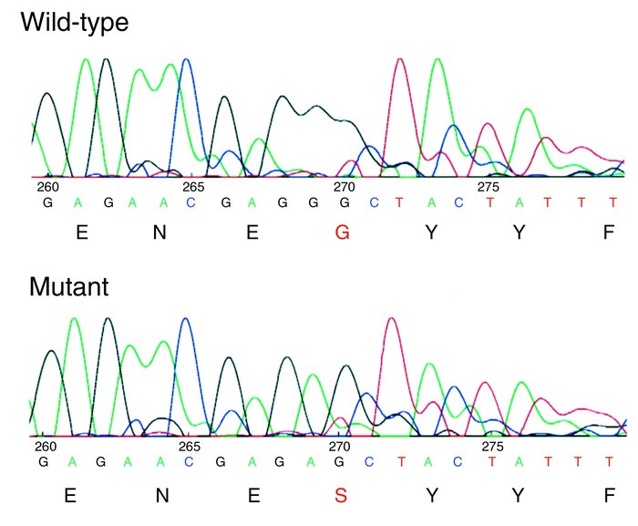 Mutation in the messenger RNA-coding region of the CD8α gene. Sequence o...