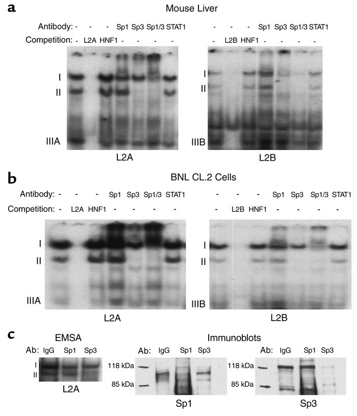 Sp1 and Sp3 bind the L2 GHR promoter via adjacent response elements. EMS...