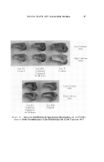 icon of scanned page 41