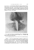 icon of scanned page 175
