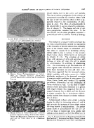 icon of scanned page 1667