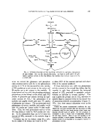 icon of scanned page 177