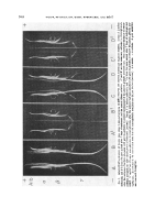 icon of scanned page 1404