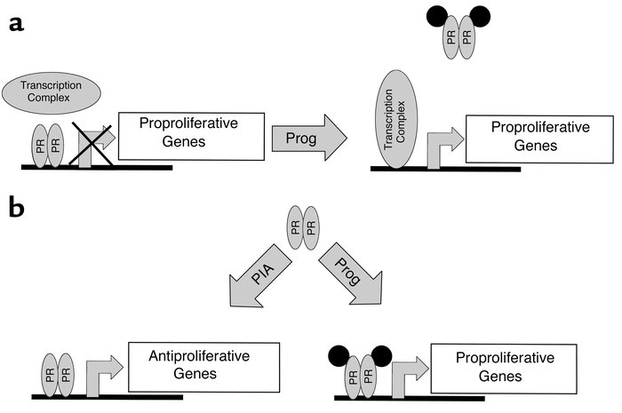 Two models of molecular mechanisms that may mediate PR/progesterone effe...