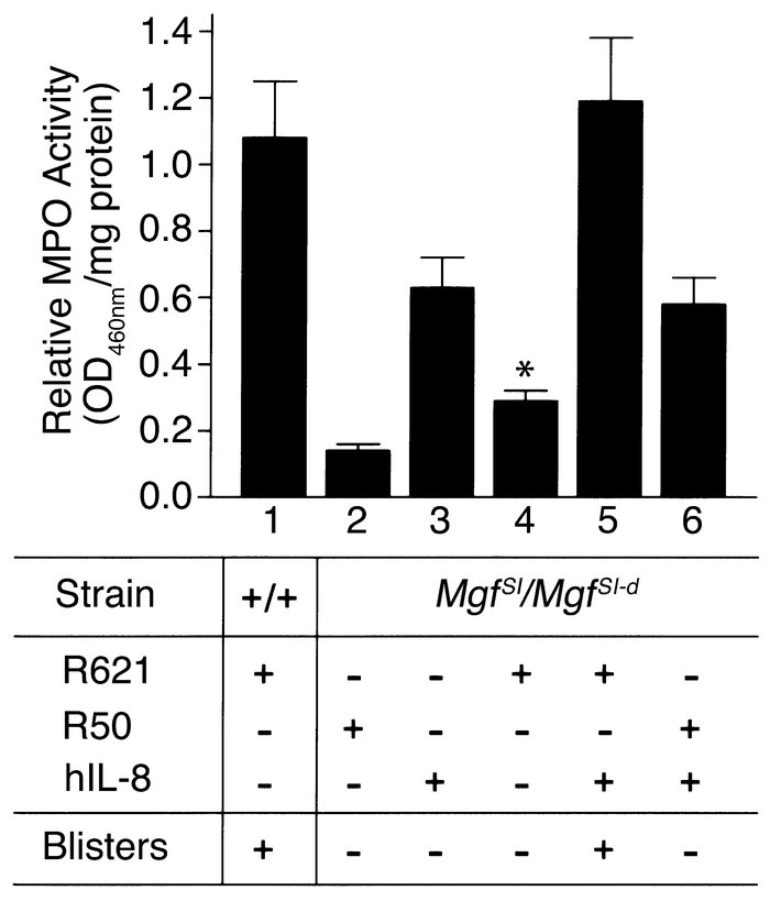 In vivo reconstitution of PMNs at the tissue site by intradermal injecti...