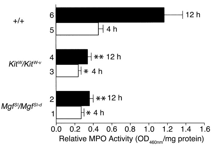 MPO activity of skin extracts from mice injected intradermally with path...