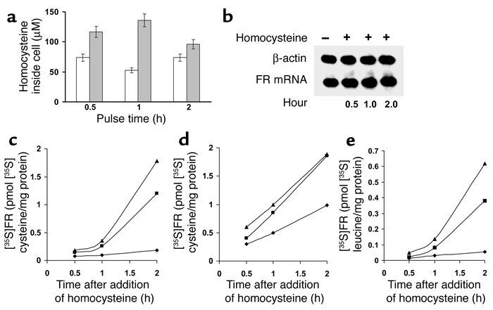 Quantitation of the extent of influx of extracellular homocysteine into ...
