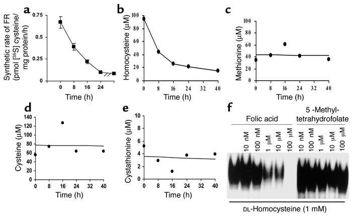 Effect of acute reversal of folate deficiency on HeLa-IU1-LF cells by hi...