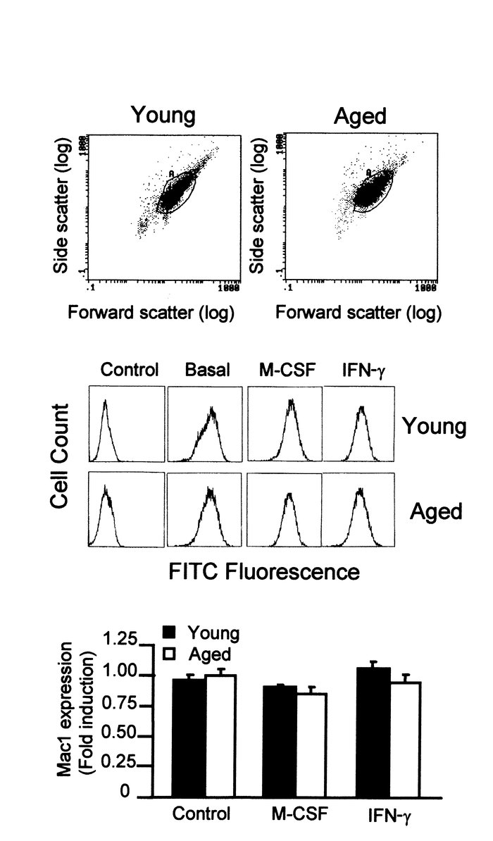 Similar size and antigen Mac1 expression in macrophages from aged and yo...